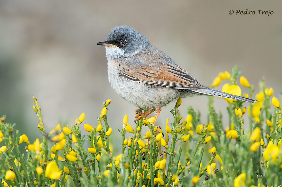 Curruca tomillera (Sylvia conspicillata)